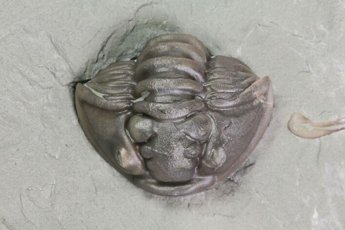 Wide, Enrolled Flexicalymene Trilobite In Shale - Ohio #67663